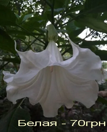 Бругмансия вариегатная (пестролистная) Катрин Бонте - фото № 6