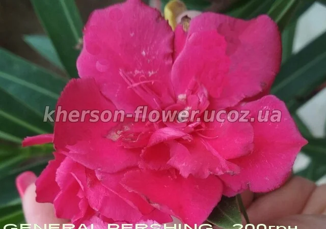 Олеандр вариегатный (пестролистный) - фото № 3