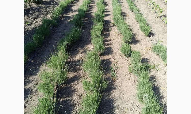 Продам лаванду широколистну - фото № 1