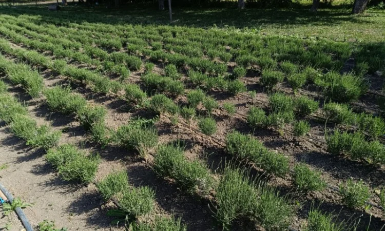 Продам лаванду широколистну - фото № 3