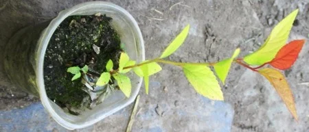 Укорененные черенки спиреи японской Голдфлейм - фото № 1