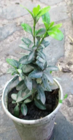 Самшит. Укорененные черенки - фото № 1