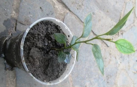 Кизильник блестящий. Укорененные черенки в Д5 - фото № 1