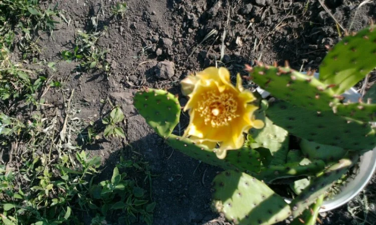 Морозостойкая опунция - фото № 1