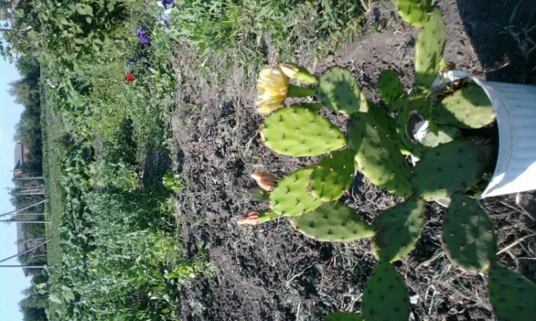 Морозостойкая опунция - фото № 2