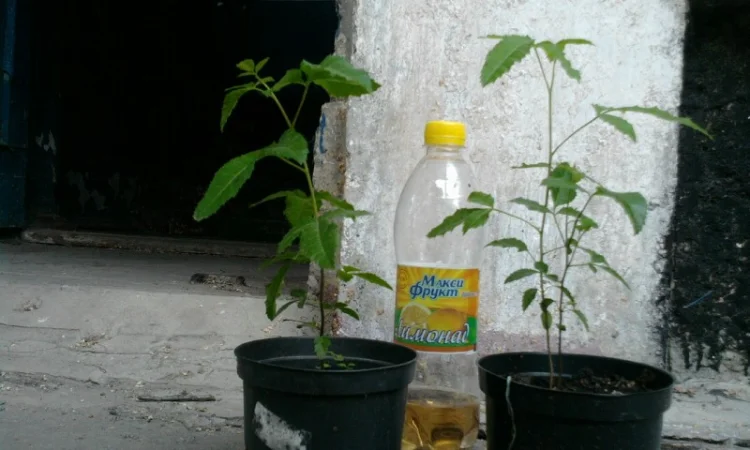 Продам шинус или розовый перец - фото № 1