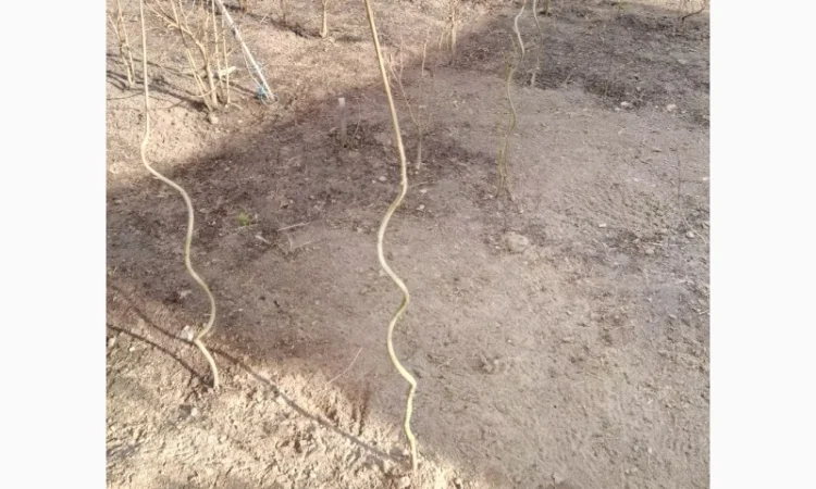 Клен зі спіральним штамбом - фото № 1