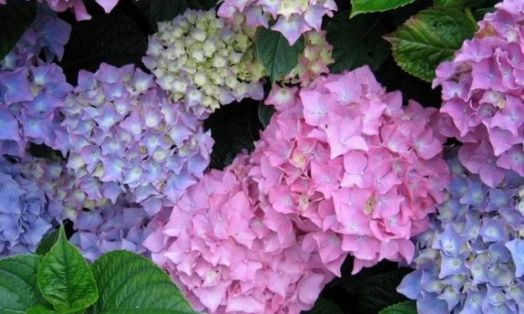 Приймаємо передзамовлення на саджанці гортензій - фото № 1
