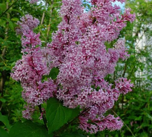 Продам сирень венгерскую - фото № 1