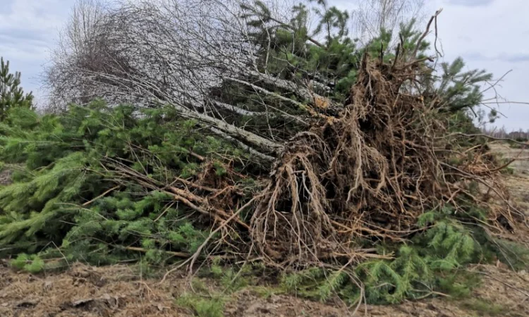 Корчеватель (гидрозахват) деревьев - фото № 9