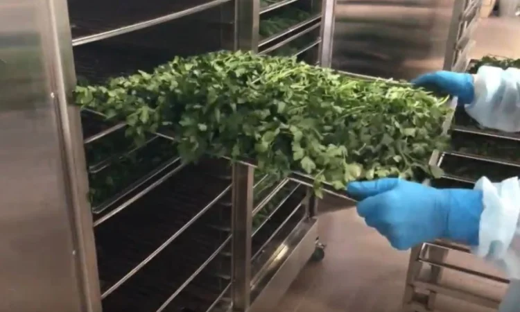 Сушильные шкафы для сушки фруктов, овощей. Фермер-2040 - фото № 5