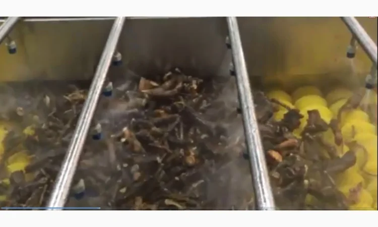 Машина для миття продуктів з ніжною шкіркою STvega Del Wash F15/30 - фото № 6