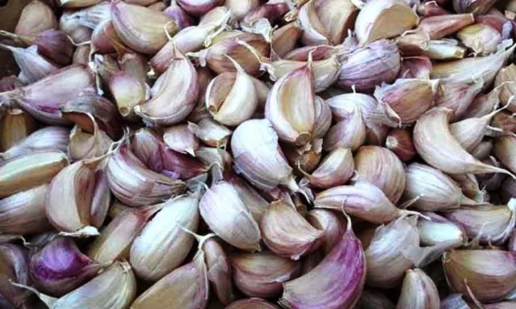 Машина для очищення зубчиків часнику від лушпиння STvega Garlic Peeler H100 - фото № 2