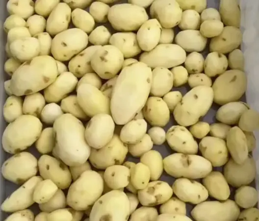Машина для ножового очищення картоплі STvega KPel Potato H500 - фото № 10