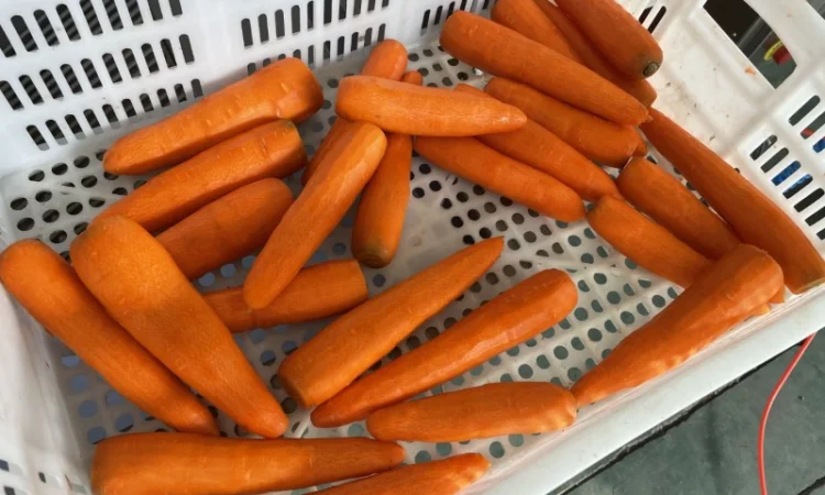 Машина напівавтоматична для ножового очищення моркви STvega KPel L500 - фото № 9