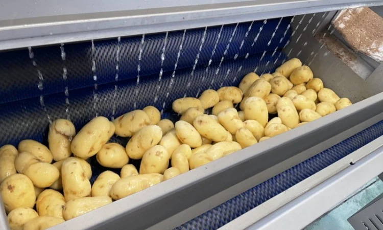 Машина для миття та очищення коренеплодів STvega ST L1200 - фото № 12