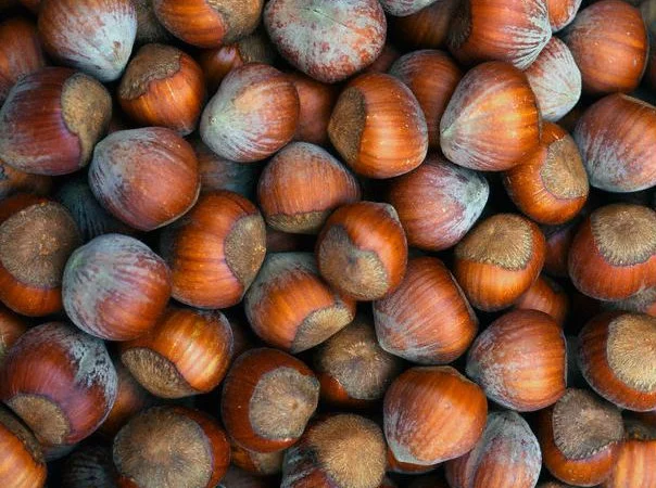 Машина для очистки фундука от плюски - фото № 1