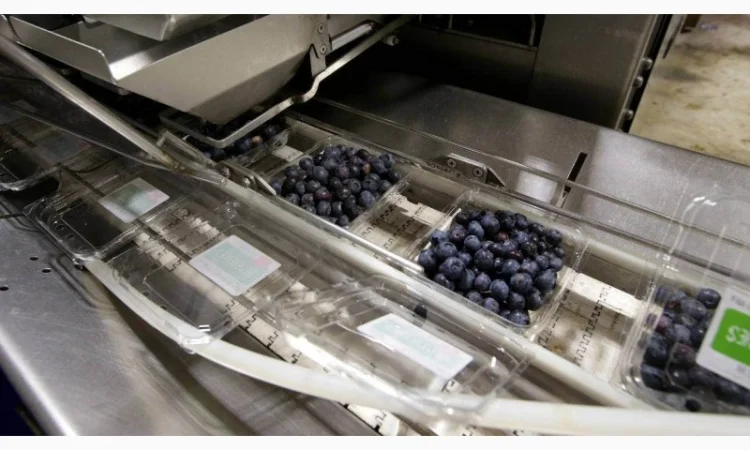 Лінія переробки лохини. Линия пераработки голубики - фото № 1
