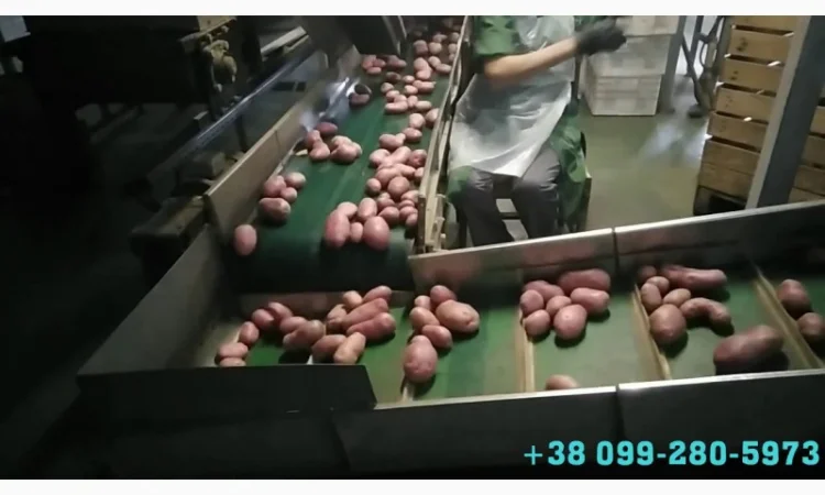 Комплексная линия для заготовки овощей (картофеля, моркови) к продаже и переработке - фото № 1