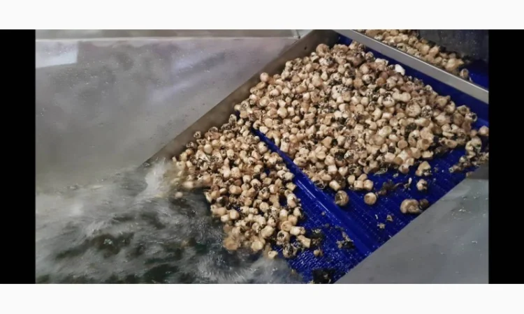 Барботажная моечная машина для ягод овощей фруктов с выгрузочным транспортером - фото № 3