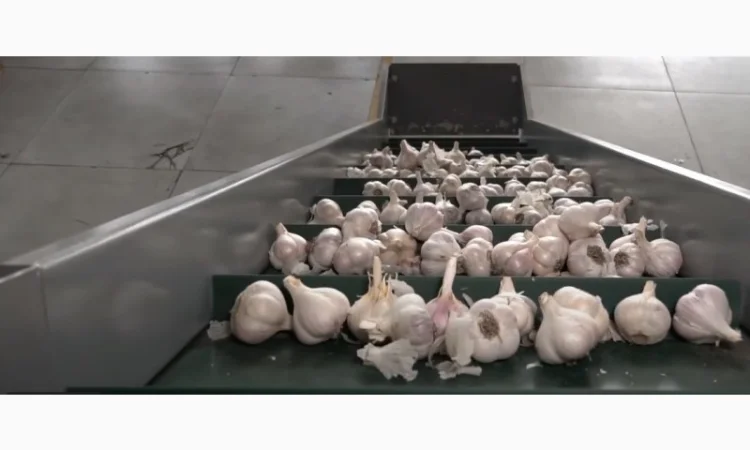 Лущення часнику, чистка часнику, дробління часнику, розділення часнику - фото № 2