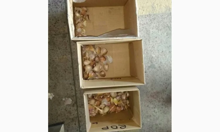 Роторный калибратор для чеснока - фото № 2