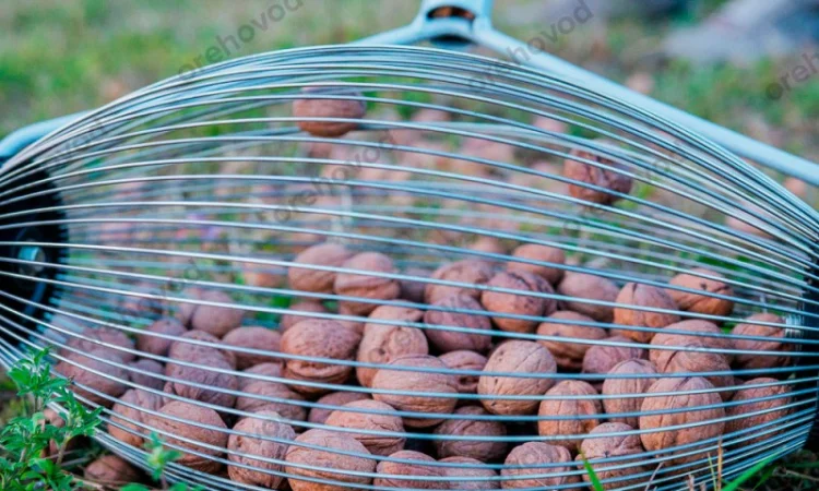 Рол-горіхозбірник для збору волоського горіха - фото № 4