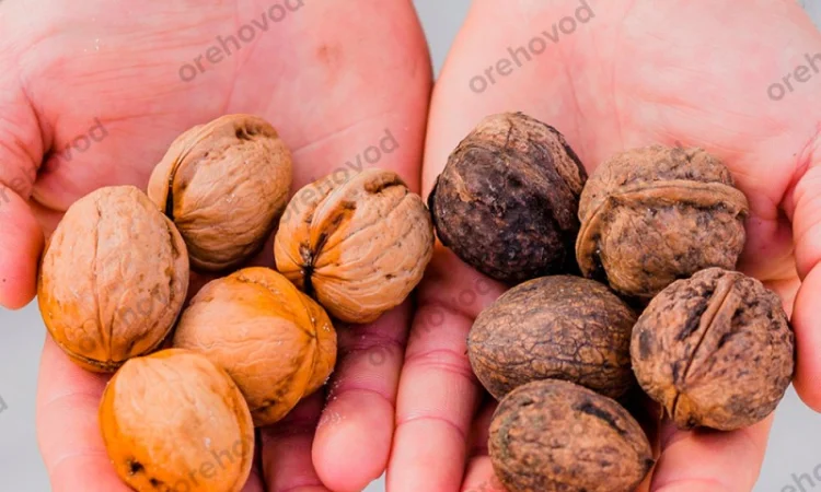 Мийка для горіха, овочів, фруктів - фото № 4