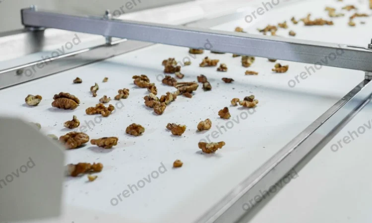 Інспекційний стіл для сортування волоського горіха - фото № 3