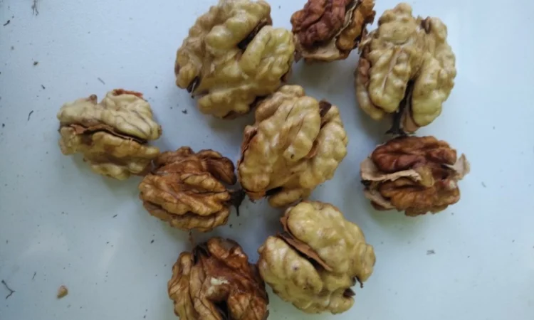 Орехокол стальной полупромышленный(прибор для чистки орехов) - фото № 10