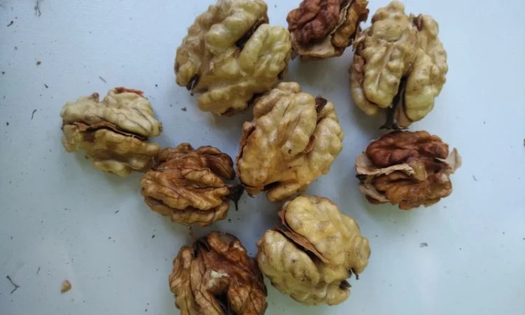 Орехокол стальной полупромышленный(прибор для чистки орехов) - фото № 12