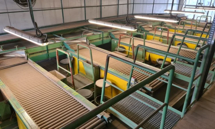 Прийомна лінія для картоплі та цибулі - фото № 1