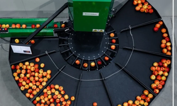 Компактная сортировочная линия для яблок с камерой - фото № 1