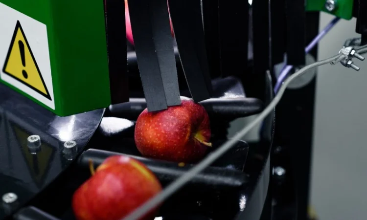 Компактная сортировочная линия для яблок с камерой - фото № 3