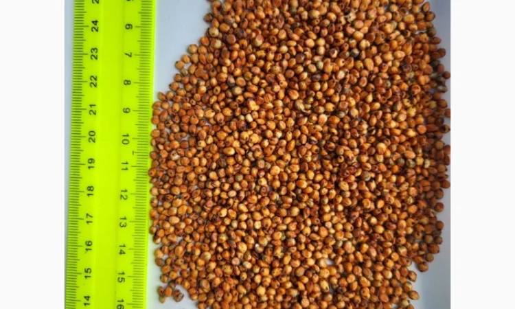 Продам сорго - фото № 1