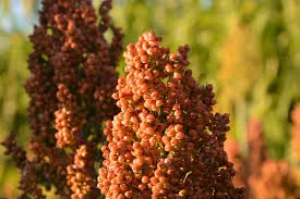 Зернове сорго Бурго на продажу - фото № 1