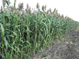 Сорго цукрове Г1990 на продаж - фото № 1