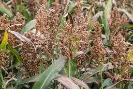 Сорго сахарное Мохавк - фото № 1