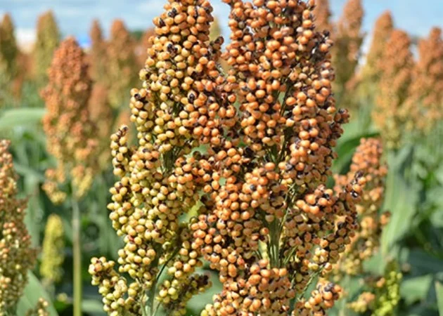 Насіння зернового сорго Ютамі, 100-105 днів, урожай - 2016 - фото № 1