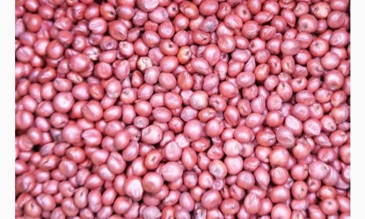 Насіння зернового сорго Ютамі, 100-105 днів, урожай - 2016 - фото № 2