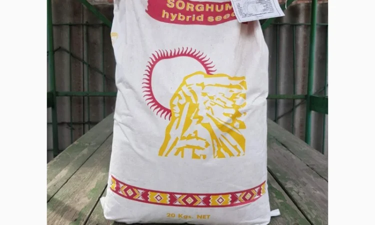 Насіння зернового сорго Ютамі, 100-105 днів, урожай - 2016 - фото № 3