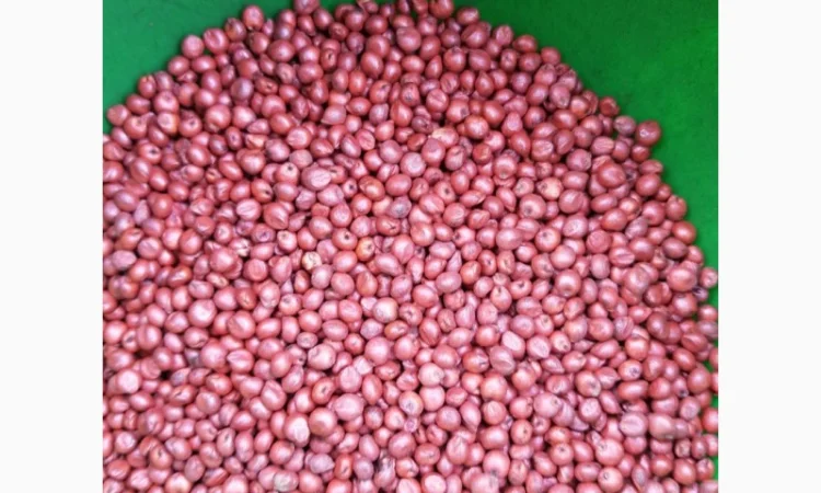 Зернове сорго Зуні, 65-80 днів - фото № 3