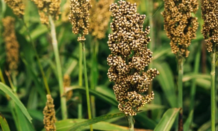 Зернове сорго Майло В, 100-115 днів - фото № 1