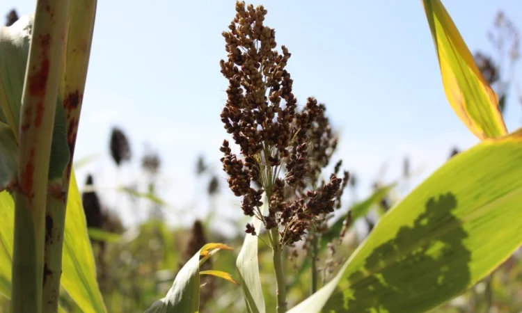 Цукрове сорго SS-506, 120-125 днів, урожай - 2021 - фото № 1