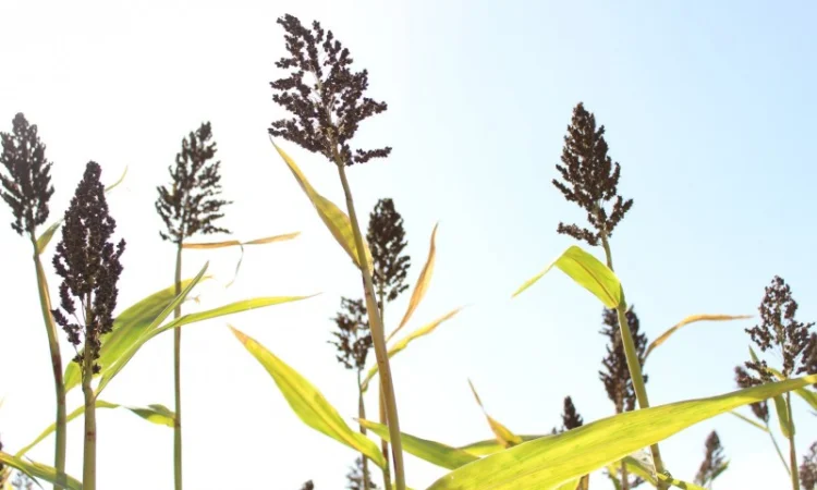 Цукрове сорго SS-506, 120-125 днів, урожай - 2021 - фото № 2