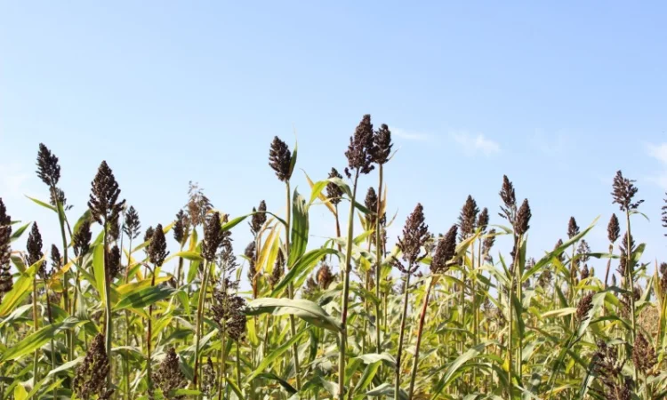 Цукрове сорго SS-506, 120-125 днів, урожай - 2021 - фото № 3