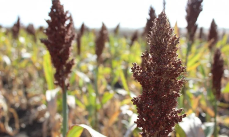 Зернове сорго Оггана, 105-115 днів - фото № 1