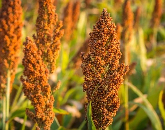 Зернове сорго Анггі, 125 днів, урожай - 2016 - фото № 1