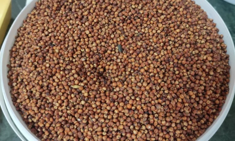 Сорго Степове ранньостиглий сорт - фото № 1