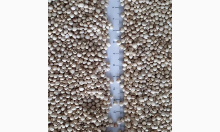 Сорго біле продаж на экспорт - фото № 1